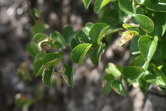 Dioscorea elephantipes