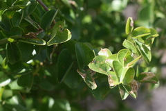 Dioscorea elephantipes