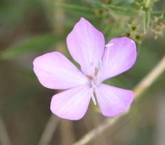Dianthus ciliatus