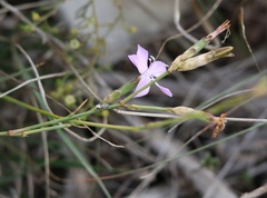 Dianthus ciliatus