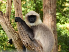 Black-Footed Gray Langur photo 2