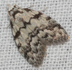 Nola melanogramma