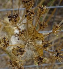 Smyrnium perfoliatum