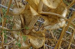 Smyrnium perfoliatum