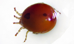 Hydrachnidae