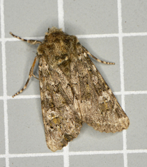 Polymixis lichenea