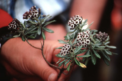 Linochilus costaricensis