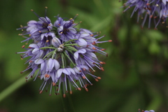 Allium cyaneum