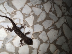 Gekko japonicus