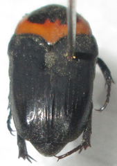 Pseudoclinteria cincticollis