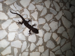 Gekko japonicus