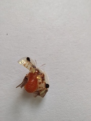 Aspidimorpha sanctaecrucis