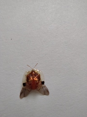 Aspidimorpha sanctaecrucis