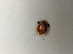 Aspidimorpha sanctaecrucis