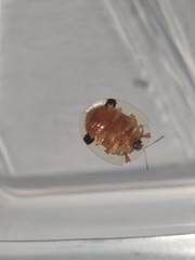 Aspidimorpha sanctaecrucis