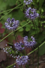 Allium cyaneum