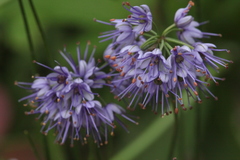 Allium cyaneum