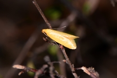 Microbela monodyas