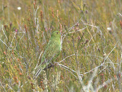 Pezoporus wallicus wallicus