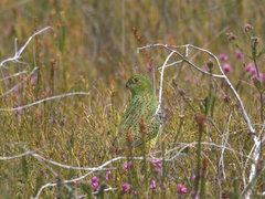 Pezoporus wallicus wallicus