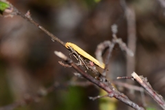 Microbela monodyas