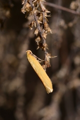 Microbela monodyas