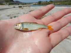 Cyprinella proserpina