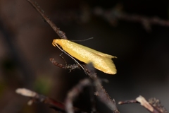 Microbela monodyas