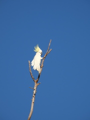 Cacatua galerita galerita