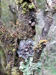 Coccocarpia erythroxyli