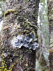 Coccocarpia erythroxyli