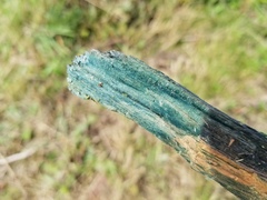Chlorociboriaceae
