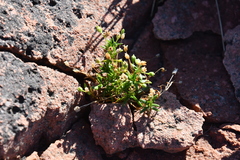 Sagina japonica