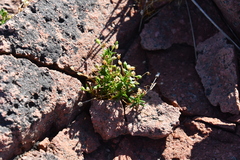 Sagina japonica