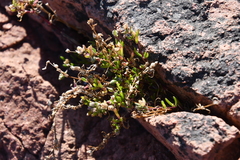 Sagina japonica