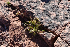 Sagina japonica