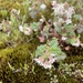 Commersonia corniculata - Photo (c) hesse,  זכויות יוצרים חלקיות (CC BY-NC)