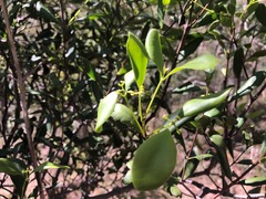 Muellerina celastroides