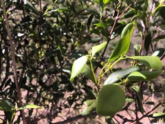 Muellerina celastroides