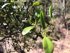 Muellerina celastroides