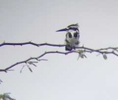 Ceryle rudis leucomelanurus