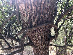 Muellerina celastroides