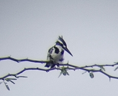 Ceryle rudis leucomelanurus