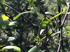 Muellerina celastroides