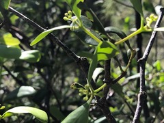 Muellerina celastroides