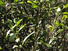 Muellerina celastroides
