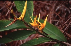 Heliconia × nickeriensis