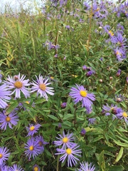 Aster maackii