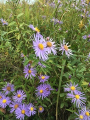 Aster maackii