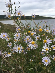 Aster incisus